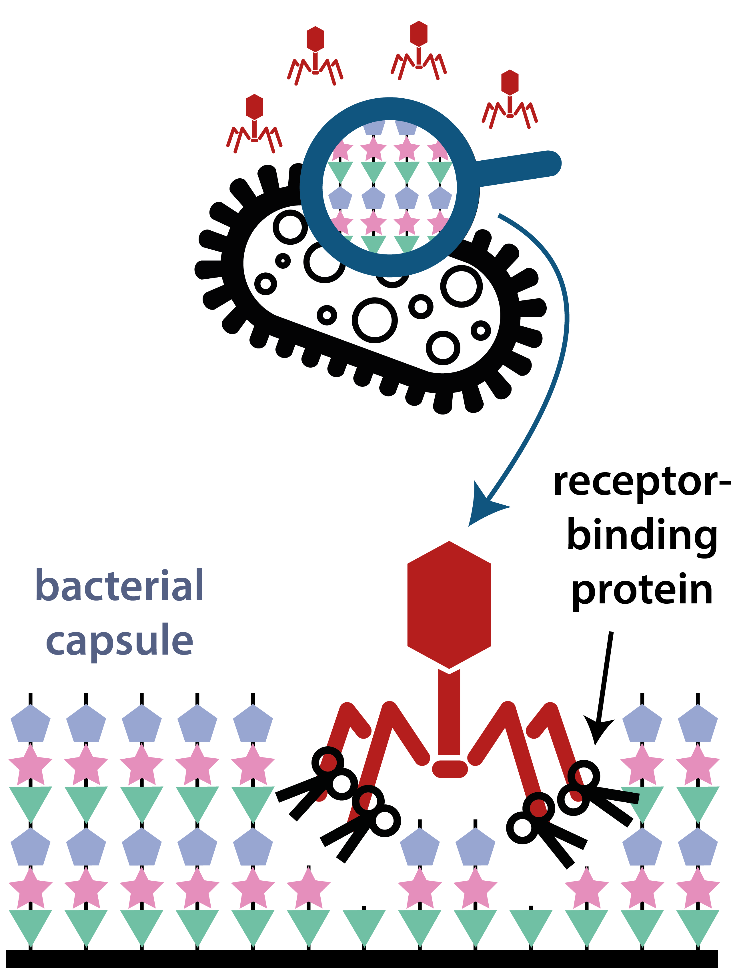 Phages recognise specific capsule types via their receptor-binding proteins
